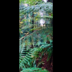 Meet your Posher, Hana